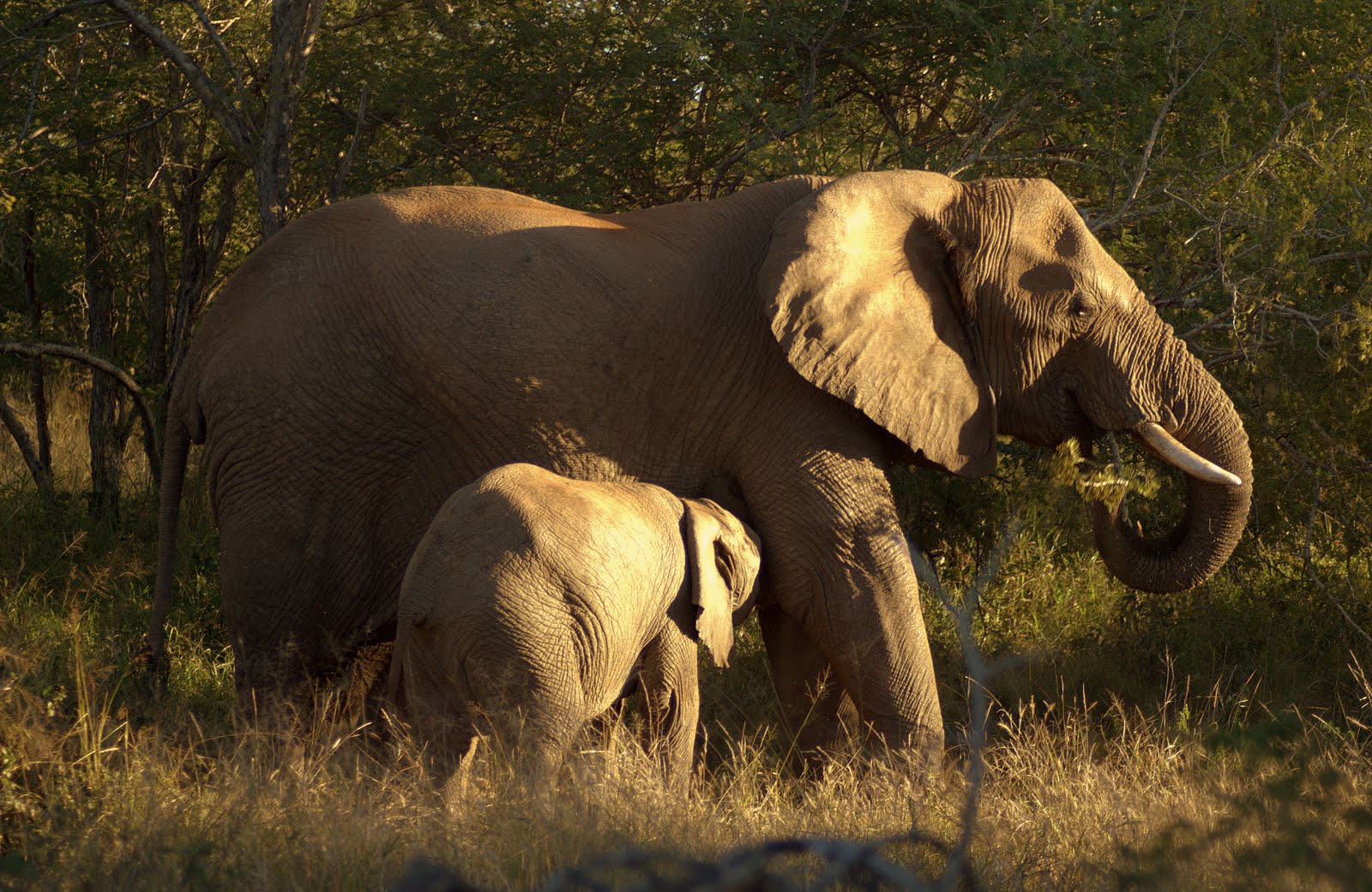 Elephants - Etali Safari Lodge - Madikwe Game Reserve - Madikwe Reservations