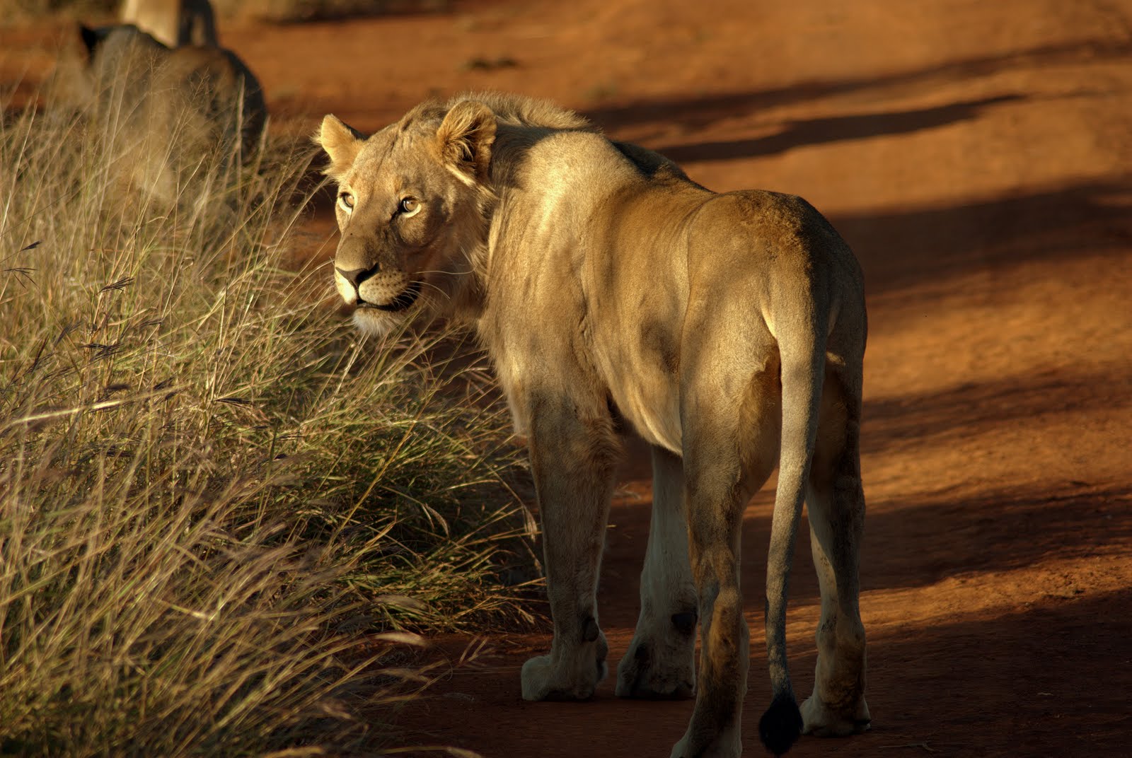 Lion - Etali Safari Lodge - Madikwe Game Reserve - Madikwe Reservations