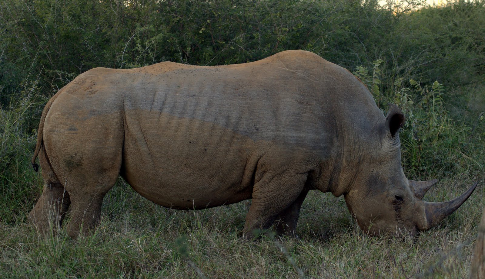 Rhino - Etali Safari Lodge - Madikwe Game Reserve - Madikwe Reservations