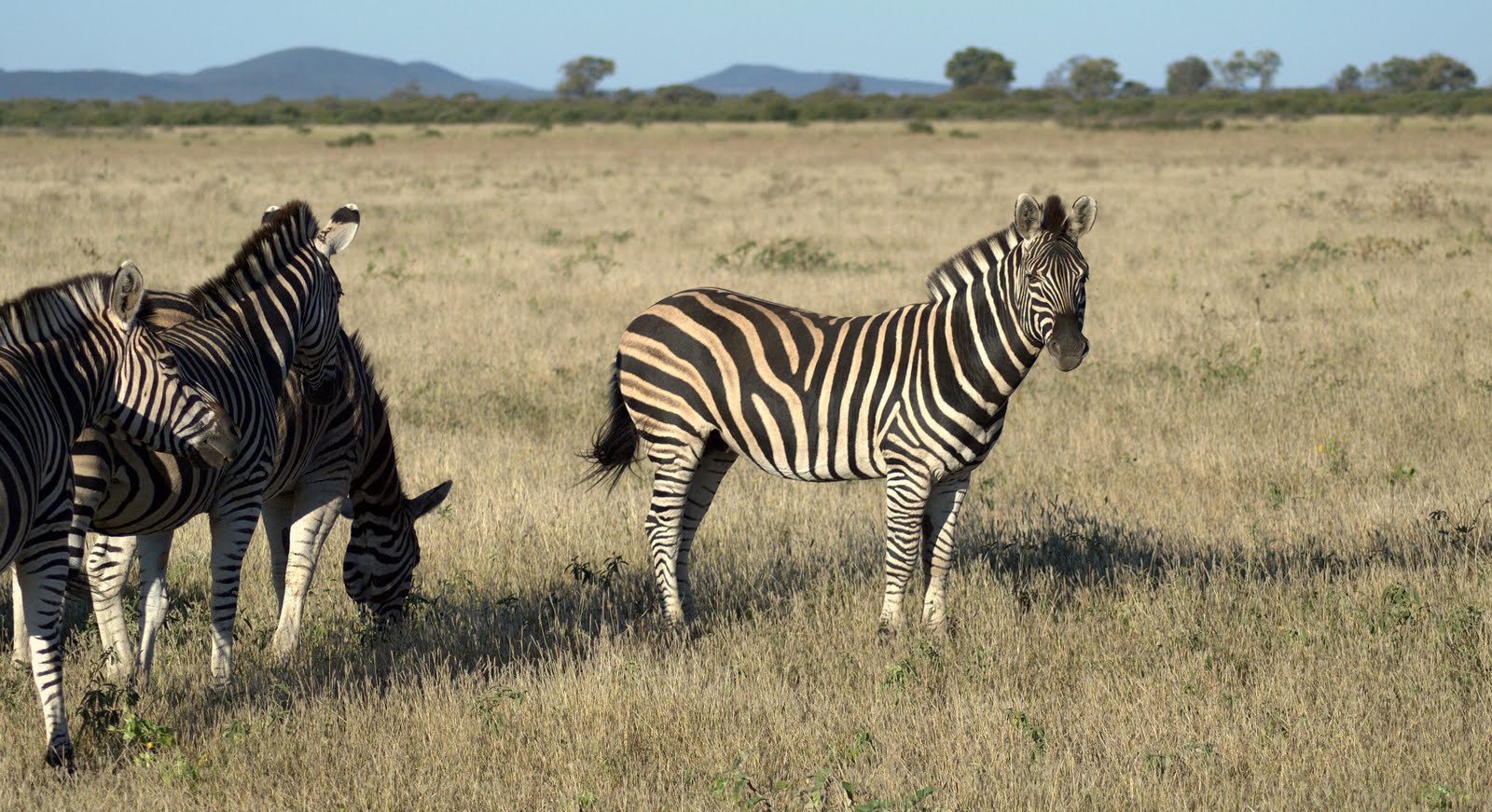 Zebra - Etali Safari Lodge - Madikwe Game Reserve - Madikwe Reservations