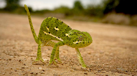 Jaci's Safari Lodge - Madikwe Game Reserve - Chameleon