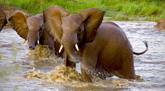 Jaci's Safari Lodge - Madikwe Game Reserve - Elephants