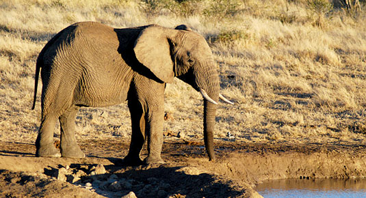 Madikwe Game Reserve - Elephant at Waterhole