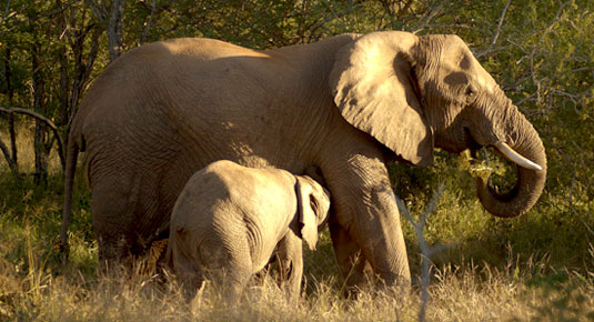 Madikwe Game Reserve - Elaphant & Her calf