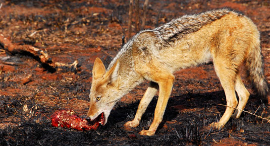 Madikwe Game Reserve - Blackbacked Jackal