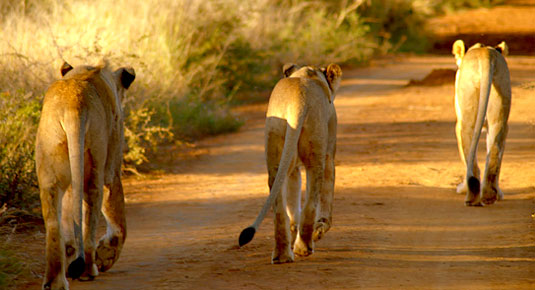 Madikwe Game Reserve -  Lions walking down the road
