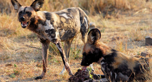 Madikwe Game Reserve - Wild Dog