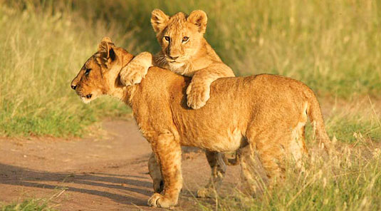 Little Madikwe Hills - Madikwe Game Reserve - Game Drives, Lion Cubs Playing