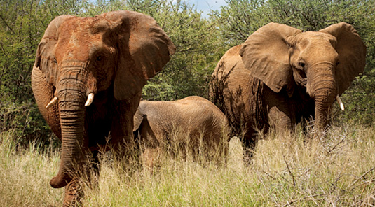 Elephant Sightings - Madikwe Safari Lodge - Madikwe Game Reserve