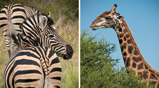 Zebra & Giraffe - Madikwe Safari Lodge - Madikwe Game Reserve