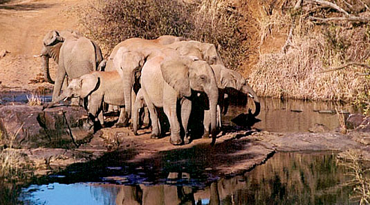 Makanyane Safari Lodge - Madikwe Game Reserve - Waterhole with Elephants