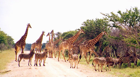 Madikwe Game Reserve - Makanyane Safari Lodge - Giraffes & Zebras