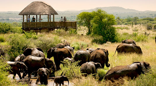 Elephants at the Waterhole - Morukuru Lodge - Madikwe Game Reserve