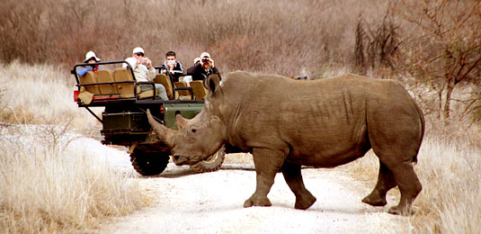 Game Drive Sighting, Rhino - Tau Game Lodge - Madikwe Game Reserve