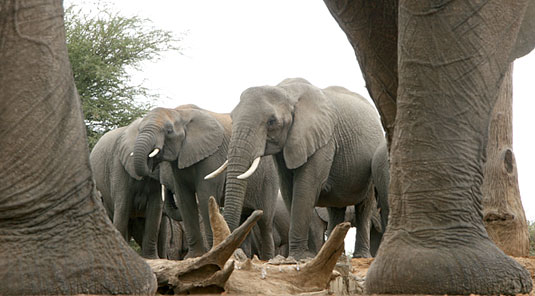 Hide , Elephants at Waterhole - The Bush House - Madikwe Game Park