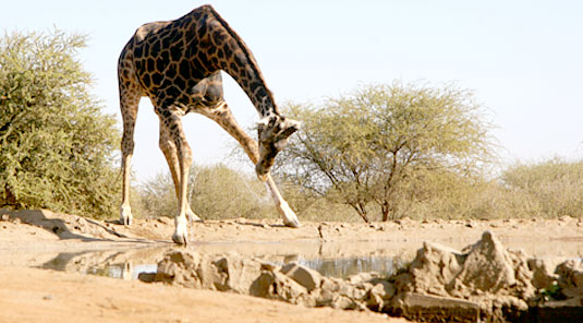 Giraffe at Waterhole - The Bush House - Madikwe Game Park